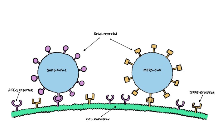 Figur 1: SARS-CoV-2 og MERS-CoV er begge koronavirus, men deres spike-proteiner er forskjellige og de benytter ulike reseptorer på celleoverflaten. Det første fester seg til reseptoren som kalles ACE-2, mens det andre fester seg til DPPE-reseptoren. Figur 1: SARS-CoV-2 og MERS-CoV er begge koronavirus, men deres spike-proteiner er forskjellige og de benytter ulike reseptorer på celleoverflaten. Det første fester seg til reseptoren som kalles ACE-2, mens det andre fester seg til DPPE-reseptoren.