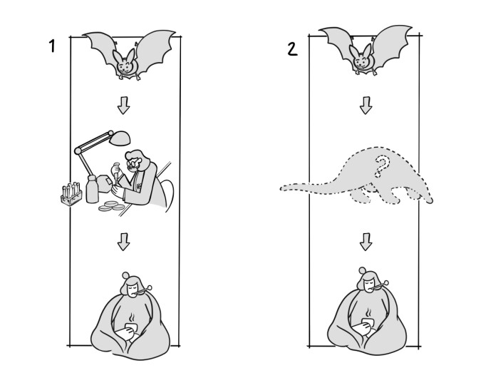 Figur 2: Det er to muligheter for hvordan SARS-CoV-2 oppstod: 1) Viruset fra flaggermus ble modifisert i et laboratorium, eller 2) Viruset fra flaggermus forandret seg stegvis, via minst et ukjent dyr, slik at det kunne infisere menneske. Figur 2: Det er to muligheter for hvordan SARS-CoV-2 oppstod: 1) Viruset fra flaggermus ble modifisert i et laboratorium, eller 2) Viruset fra flaggermus forandret seg stegvis, via minst et ukjent dyr, slik at det kunne infisere menneske.