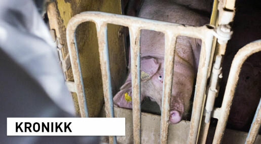 Dyrevernskandaler: Hvem stoler vi på at forteller sannheten om dyrevelferd i norsk husdyrproduksjon?