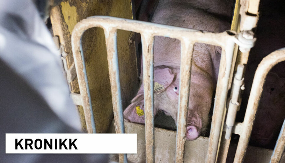 Tilliten til dyrevernsorganisasjoner har gått ned de siste 15 årene, viser en ny undersøkelse. Bildet viser en gris i et norsk grisefjøs som er fiksert og ikke kan bevege seg fritt, som nylig ble dokumentert av dyrevernsorganisasjonen Nettverk for dyrs frihet. Praksisen er i hovedsak ulovlig i Norge.