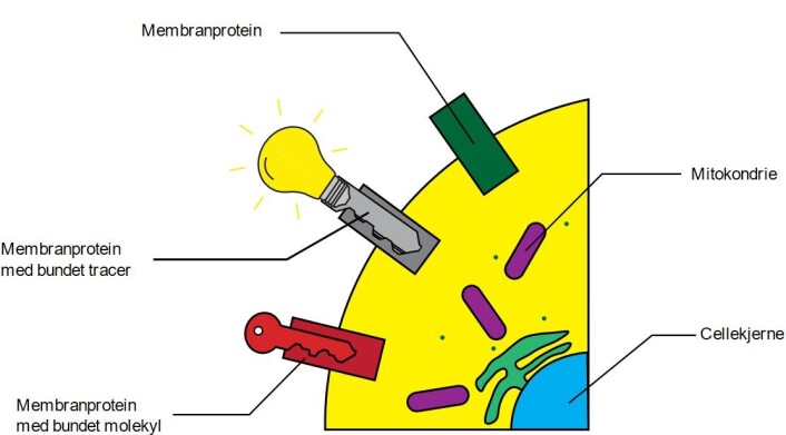 Cellene i kroppen vår har en rekke proteiner på overflaten der hvert protein kun binder ett eller et fåtall med forskjellige molekyler. Forskjellige typer celler har forskjellige membranproteiner og PSMA traceren vil kun feste seg til celler som utrykker et spesielt membranprotein Cellene i kroppen vår har en rekke proteiner på overflaten der hvert protein kun binder ett eller et fåtall med forskjellige molekyler. Forskjellige typer celler har forskjellige membranproteiner og PSMA traceren vil kun feste seg til celler som utrykker et spesielt membranprotein