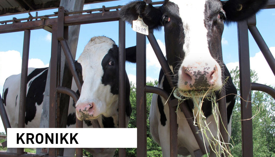 Næringstett mat, som kjøtt eller meieriprodukter, kan komme dårligere ut om man regner utslipp per kilo vare, enn om man regner i forhold til innhold av næringsstoffer som vitaminer og mineraler, skriver kronikkforfatterne. Næringstett mat, som kjøtt eller meieriprodukter, kan komme dårligere ut om man regner utslipp per kilo vare, enn om man regner i forhold til innhold av næringsstoffer som vitaminer og mineraler, skriver kronikkforfatterne.
