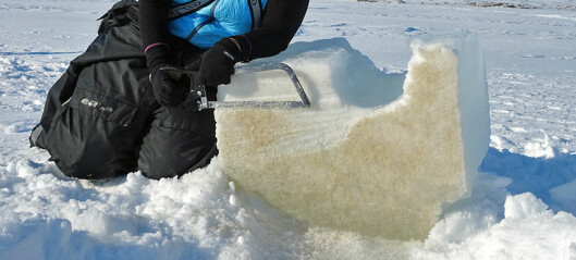 Dramatisk temperaturøkning i Arktis rammer livsviktige alger i isen