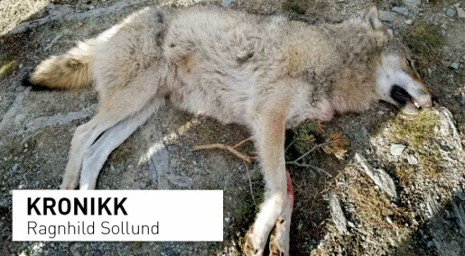 Norge skyter ulv ulovlig. Kan vi da forvente at andre land tar vare på sine truede arter?