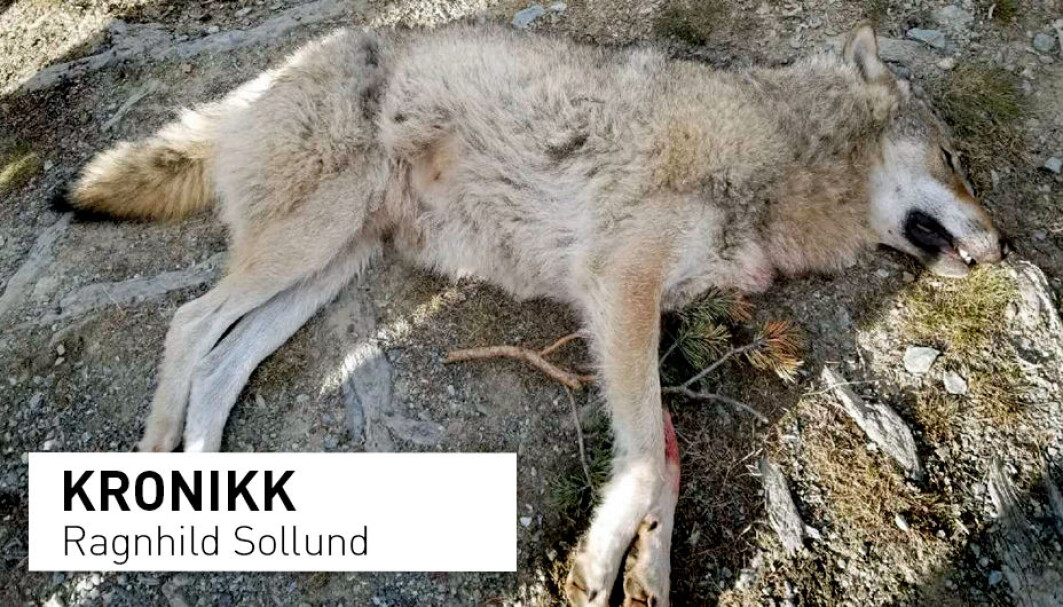 I Norge skyter vi ulv innenfor ulvesonen, hvor ulven skal få leve beskyttet. En dom i Oslo tingrett fra 2020 konstaterer at dette er lovstridig. Hvorfor klarer vi ikke å leve sammen med dyrene? I Norge skyter vi ulv innenfor ulvesonen, hvor ulven skal få leve beskyttet. En dom i Oslo tingrett fra 2020 konstaterer at dette er lovstridig. Hvorfor klarer vi ikke å leve sammen med dyrene?