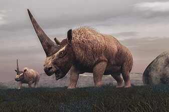 DNA-jakt ga svar: Tok menneskene eller klimaet livet av mammut og ullhåret neshorn?