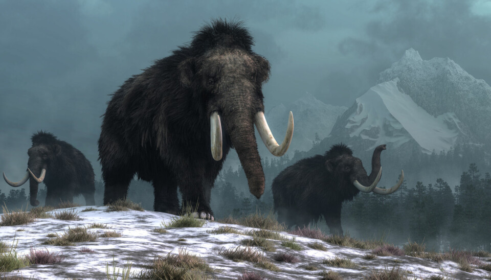 DNA-undersøkelsene har ført til oppdagelsen av at det var ulike stammer mammut i Europa og i det østlige Sibir, og at de levde så sent som for 3900 år siden.