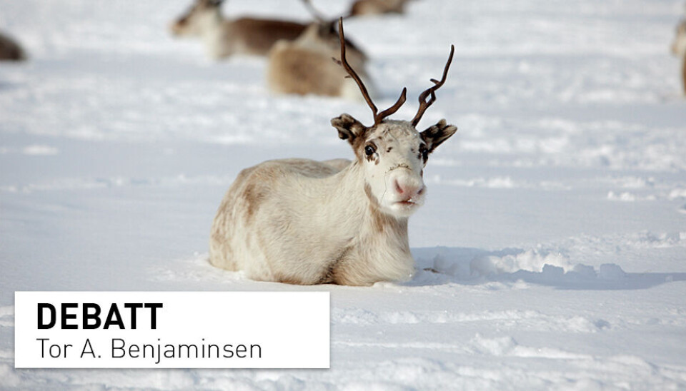 Reindriftspolitkken i Norge er basert på at antall reinsdyr må holdes under et visst nivå for at slaktevekten ikke skal bli for lav. Også klimavariasjon spiller en vesentlig rolle, skriver innsenderen.