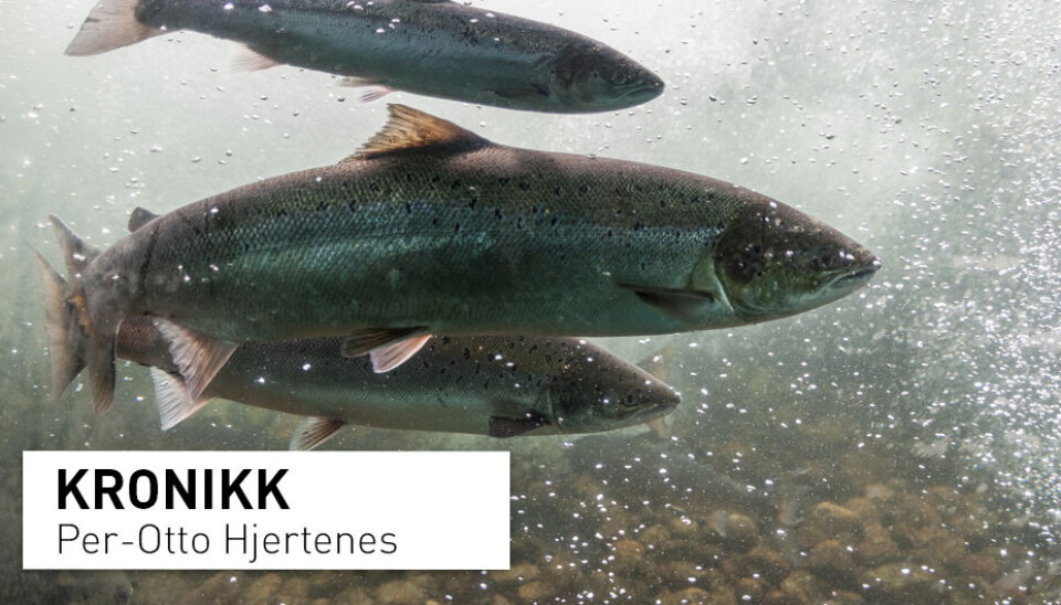 Det er sannsynlig at mange bestander av villaks i norske elver har større utfordringer enn oppdrettslaks, skriver kronikkforfatteren.