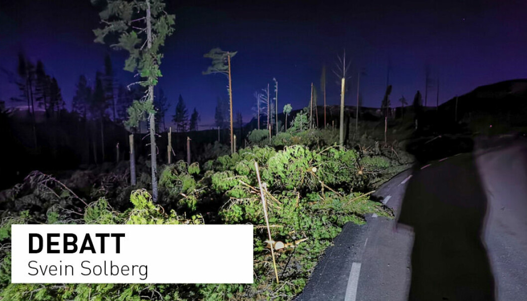 Bør vi la stormskadd skog ligge? Det øker faren for barkbilleepidemi, skriver Svein Solberg.