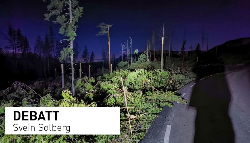 Bør vi la stormskadd skog ligge? Det øker faren for barkbilleepidemi, skriver Svein Solberg. Bør vi la stormskadd skog ligge? Det øker faren for barkbilleepidemi, skriver Svein Solberg.