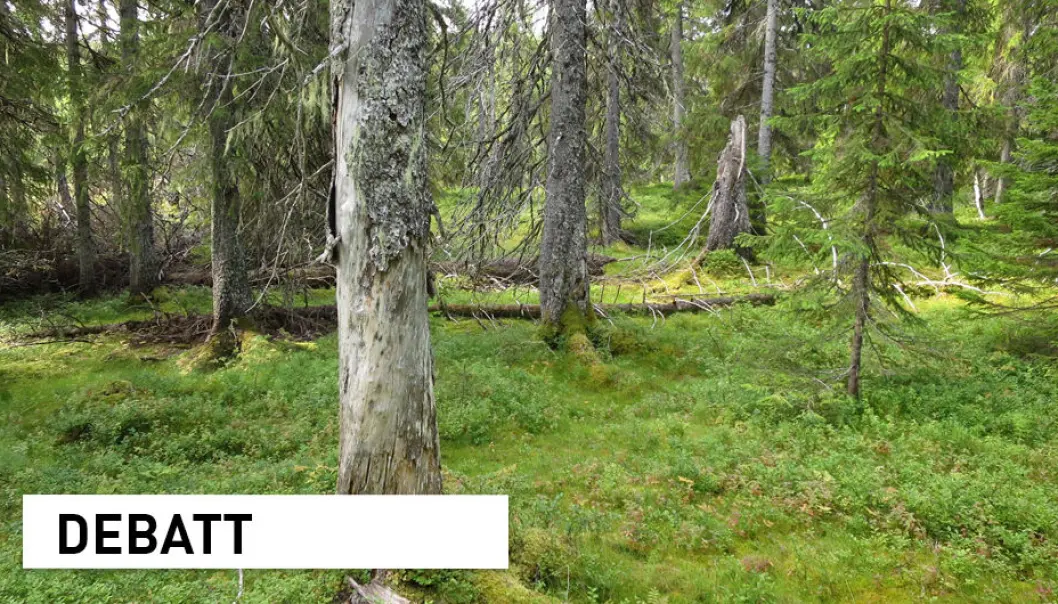 At mindre grupper av trær blir drept av stor granbarkbille og andre insekter eller sopper er helt naturlig i en naturskog. At mindre grupper av trær blir drept av stor granbarkbille og andre insekter eller sopper er helt naturlig i en naturskog.