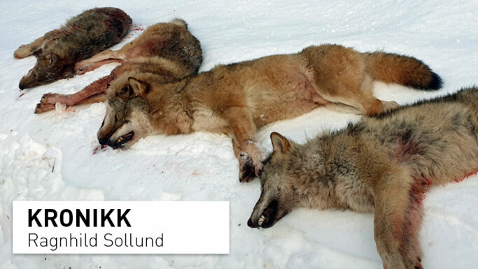 Skjebnen til 25 ulver avgjøres denne uken. Når skal den norske naturkrigen ta slutt?