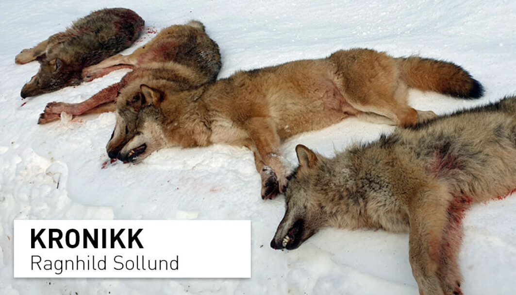 Myndighetene begrunner jakt på ulv med behovet for å dempe ulvekonflikten, men slike vedtak øker konflikten, mener professor Ragnhild Sollund. Myndighetene begrunner jakt på ulv med behovet for å dempe ulvekonflikten, men slike vedtak øker konflikten, mener professor Ragnhild Sollund.