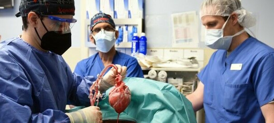 38 nordmenn døde på venteliste til nytt organ i fjor. Er hjerter, nyrer og lunger fra dyr svaret?