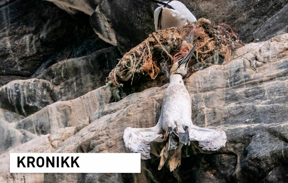 En død havsule henger i fiskegarn av plast på fuglefjellet på Runde. Alle ønsker mindre plastforurensning. Utfordringen er hvordan vi skal klare det, skriver kronikkforfatterne.