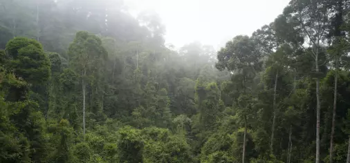 Trøbbel ved tropisk treplanting