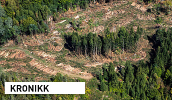 Slik avdekket vi feil i Nature-artikkel om nedhuggingen av Europas skoger