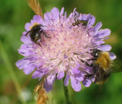 Pollinator­­paradiset:Korleis lage ein hage for flygande småkryp?