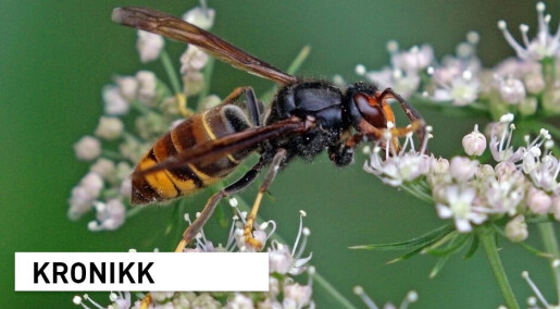 Slik ser vi hvilke fremmede arter som kan true norsk natur i fremtiden Slik ser vi hvilke fremmede arter som kan true norsk natur i fremtiden