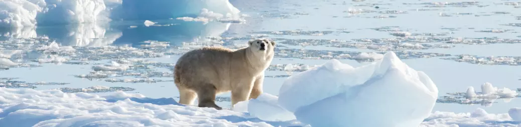 Isbjørner på Sørvest-Grønland klarer seg uten havis