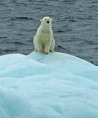 Rapport fra tokt: En nysgjerrig isbjørn haiket med et isfjell for å se på hva vi holder på med
