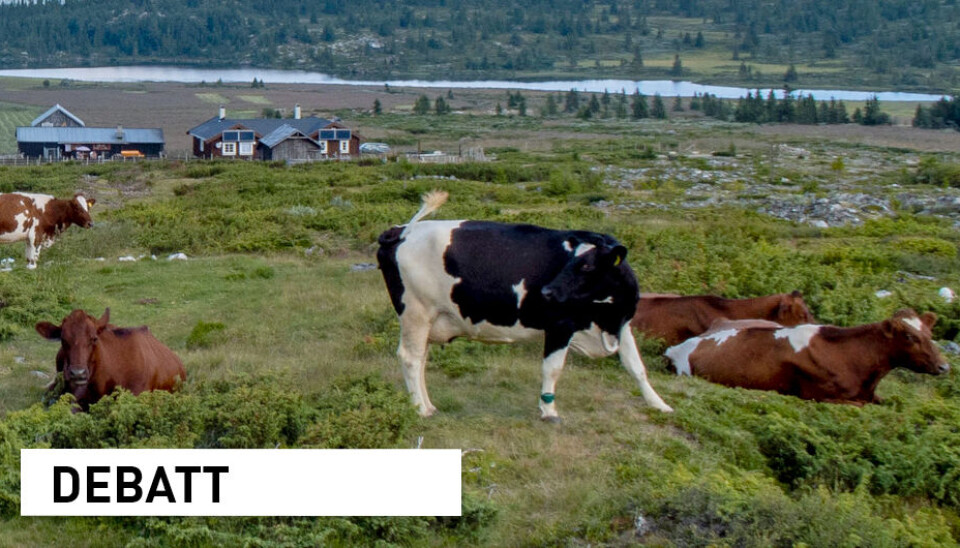 Vi skal være glade for at vi har kyrne til å omdanne uspiselig gress til kjøtt og melk, skriver innsenderne.