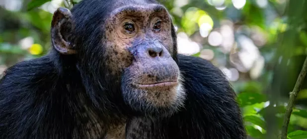 Sjimpanse lærte flokken sin å grave etter rent vann