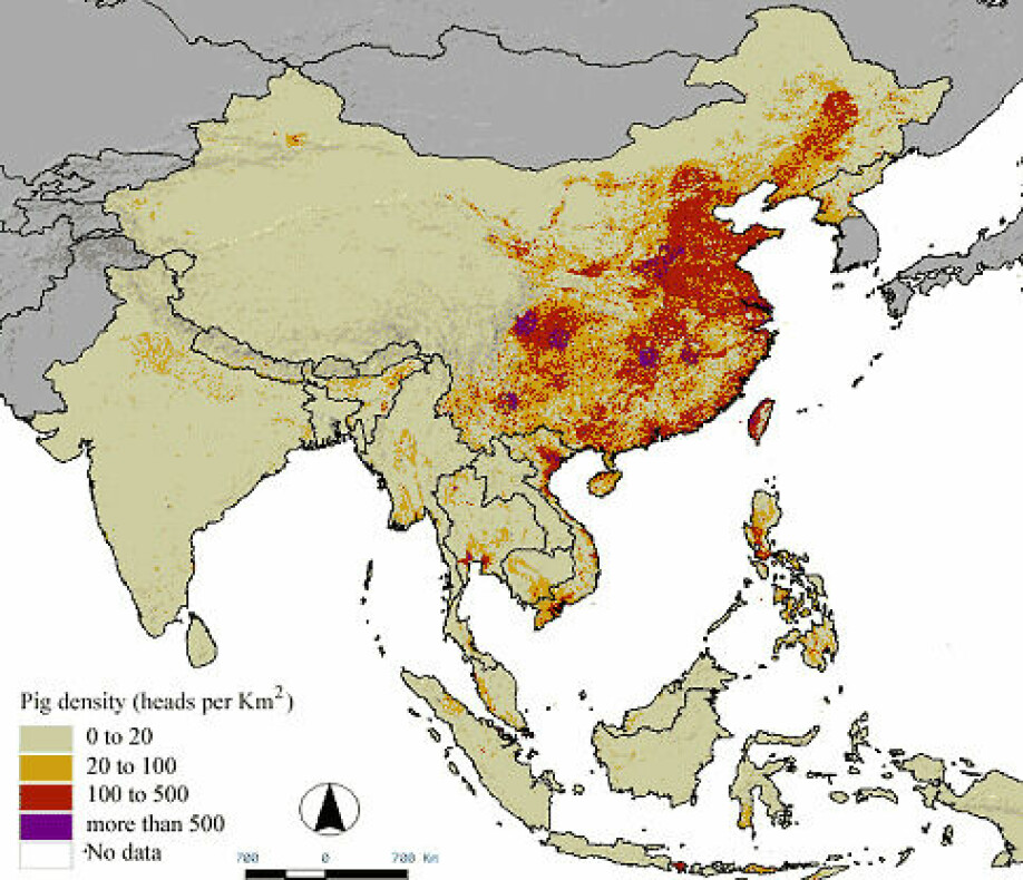 Omfanget av svineproduksjon i Asia i 2006.