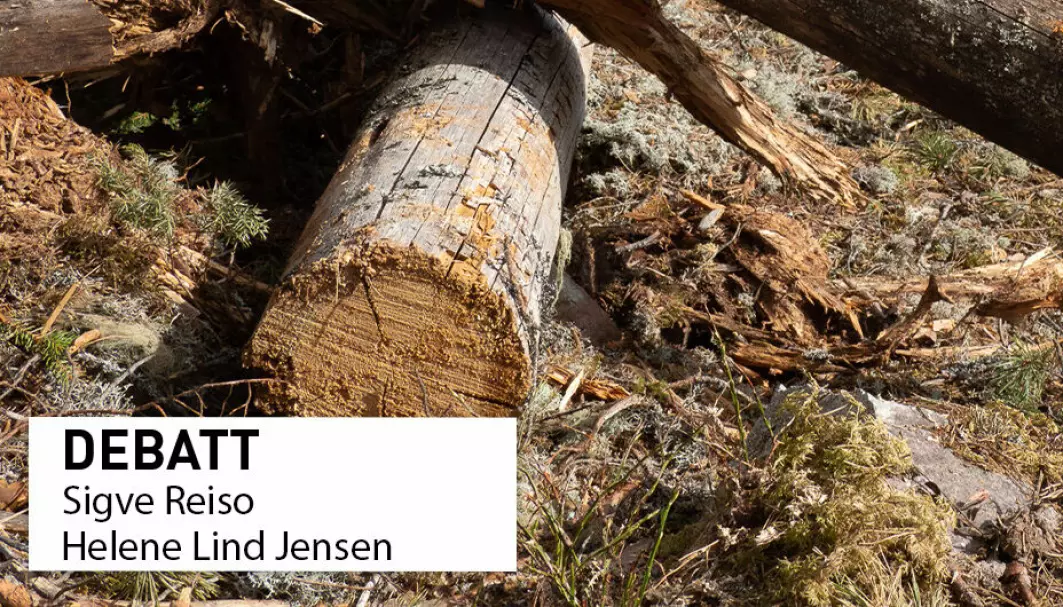 Hogst av fleraldret død, vedrik naturskog i Follsjå-landskapet fra 2022. Denne type drift gjør at leveområdene til mange krevende gammelskogsarter knyttet til furu forsvinner og aldri gjenskapes, skriver Sigve Reiso og Helene Lind Jensen.