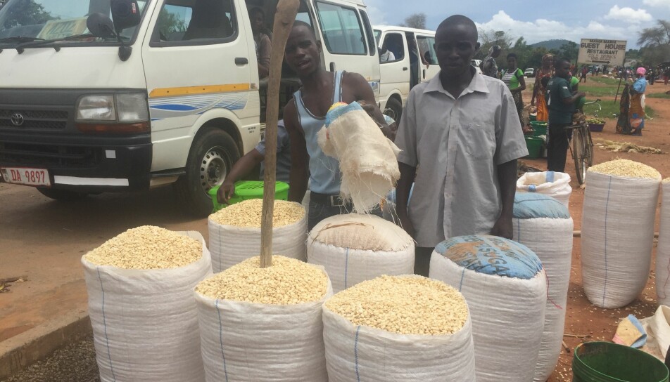 Salg av maiskorn på et marked i Malawi.
