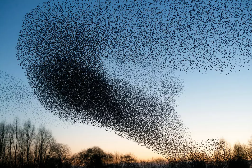 Innsektene forsvinner med skremmende fart, og halvparten av verdens fugler kan stå i fare for å sulte ihjel, skriver Erik og Sverre Tunstad.