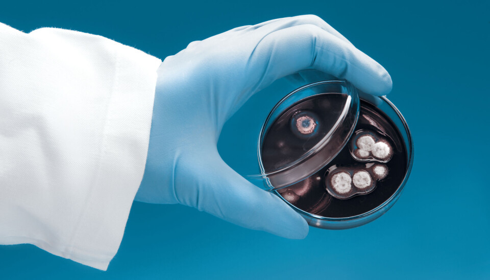Antibiotikaresistens har gjennom flere år vært et økende globalt problem. Det er alvorlig, fordi det reduserer mulighetene for å behandle infeksjonssykdommer. Antibiotikaresistens kan med andre ord føre til mer sykdom og død, skriver innleggsforfatterne.