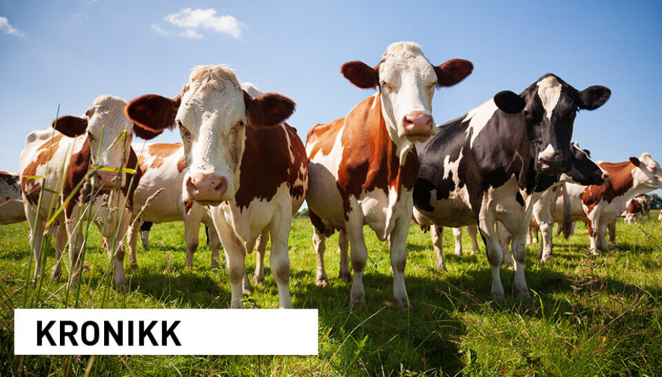 I en tid da målet er å øke produksjonen av mat er det sannsynligvis mer hensiktsmessig å styrke bærekraften i husdyrproduksjonen enn å redusere produksjonen for styrke bærekraften, skriver kronikkforfatterne.