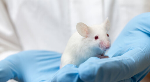 Tarmbakterier styrte utviklingen av endometriose hos mus, viser ny undersøkelse