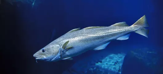 Fiskeforbud førte til tre ganger mer fisk og hummer, og de vokste seg større