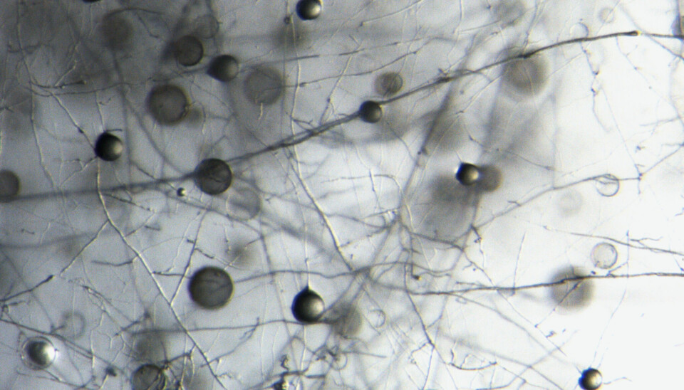 Disse boblene er trolig det aktive virkestoffet i slimsoppen Lulworthiaceae som kan drepe MRSA-bakterier.