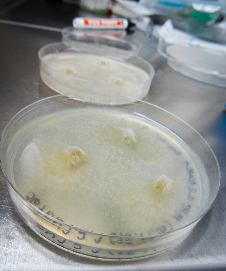Slik ser slimsoppen Lulworthiae ut når den forskes på i laboratoriet.
