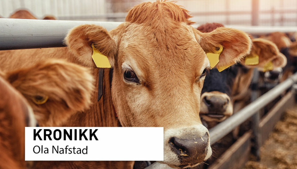 Reduser husdyrholdet og forbruket av kjøtt, melk og egg - og erstatt det med blant annet skogsbær, er et av tre råd fra Helsedirektoratets NNR 2022-prosjekt. Prosjektet møter sterk motbør fra Ola Nafstad, fagdirektør i Animalia.
