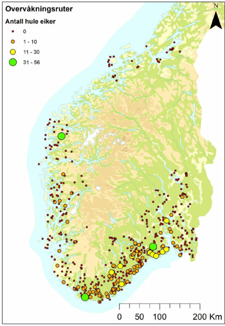 Kart over alle 500 kartlagte ruter, der symbolets størrelse og farge angir antall hule eiker funnet i ruta.
