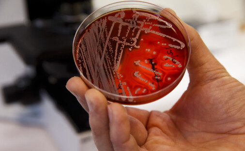Kan bakterienes egne våpen brukes i kampen mot antibiotika­­resistente bakterier?