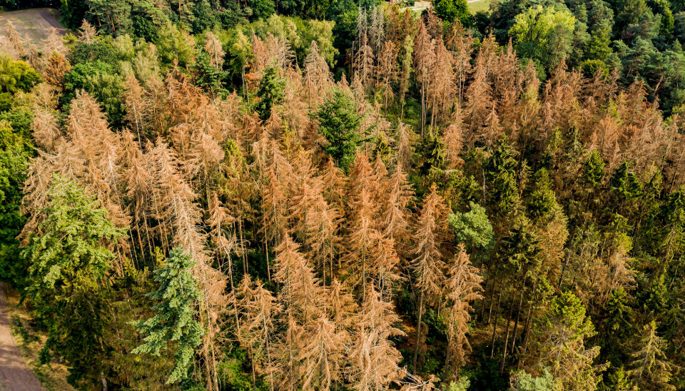 Tørkerammet skog i Tyskland. Kombinasjonen tørke og insektangrep har medført omfattende skader enkelte steder. Det er slike scenarier forskerne vil unngå her i Norge. Da må vi tilpasse skogforvaltningen vår til klimaendringene.