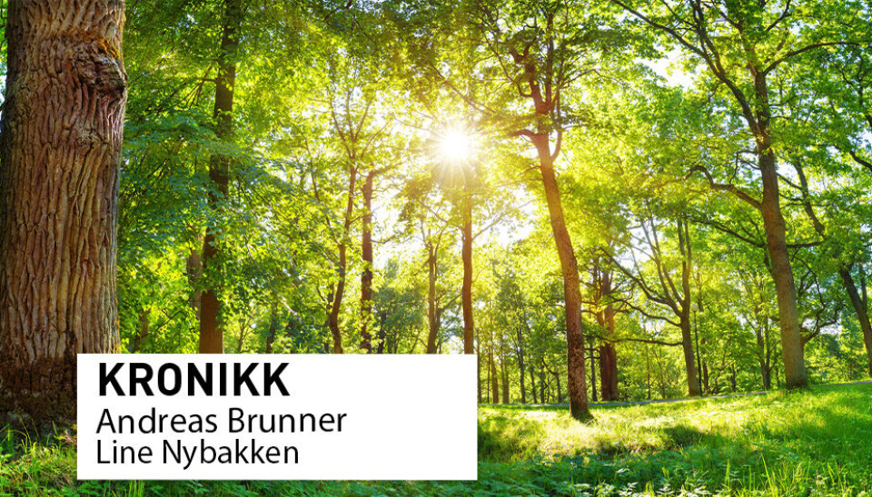 Eikeskog. Eik er et robust treslag som det antakelig vil bli plantet mer av i Norge i årene som kommer.