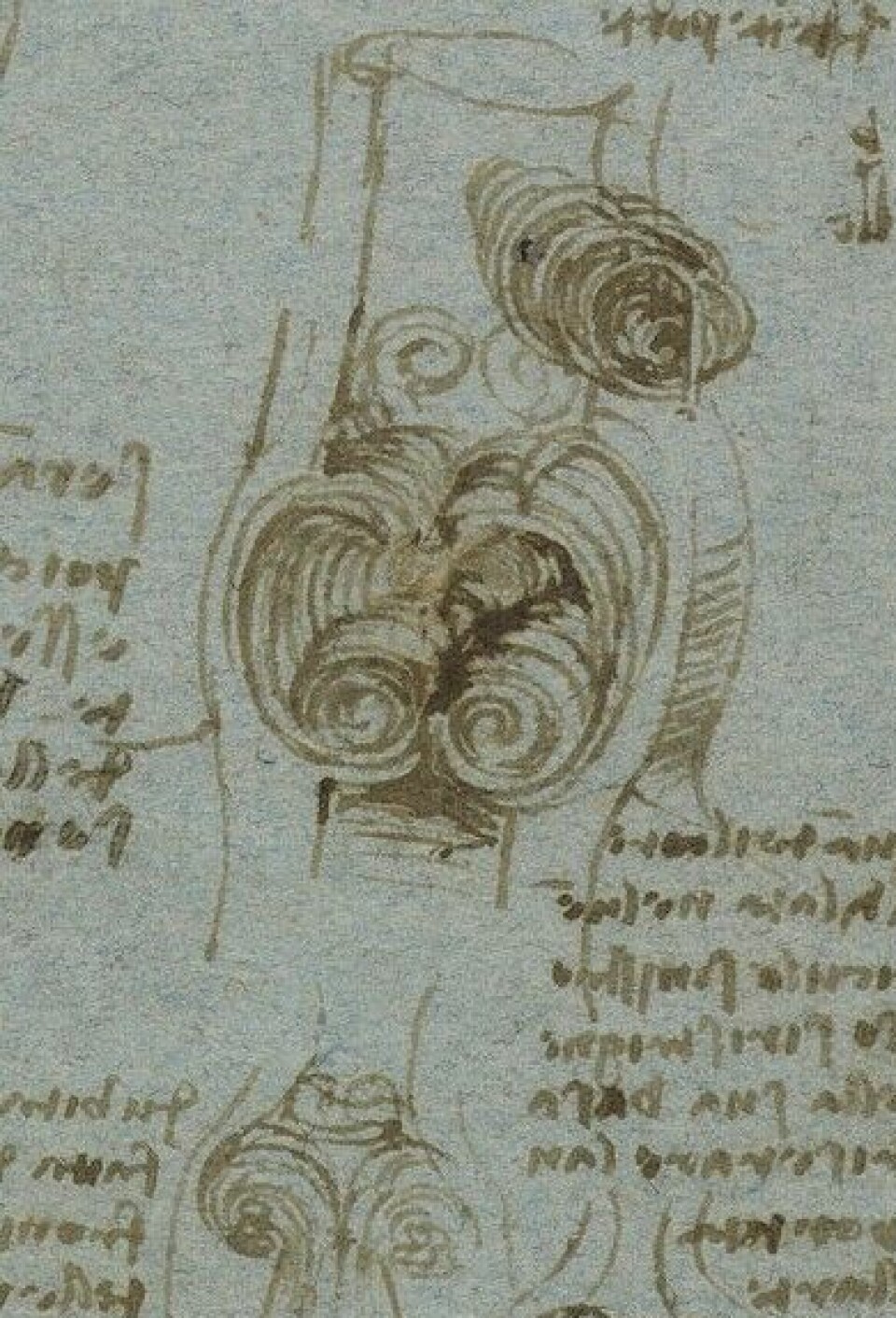 Utsnitt av Leonardo da Vincis tegning av blodstrømmen i hovedpulsåren (aorta) og gjennom hovedpulsåreklaffen (aortaklaffen).