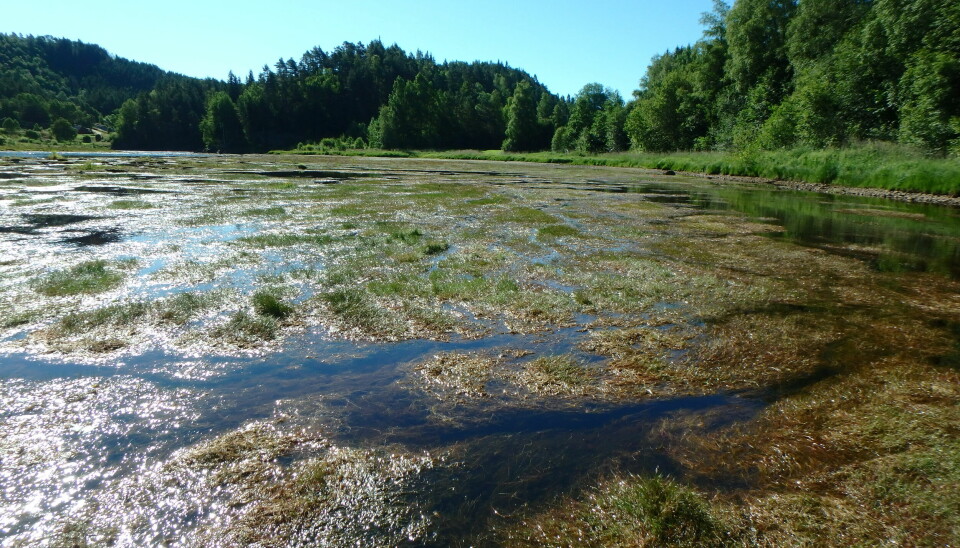 Foto av elven Mandalselva der overflaten av vannet er dekket av siv som vokser opp fra bunnen av elven.