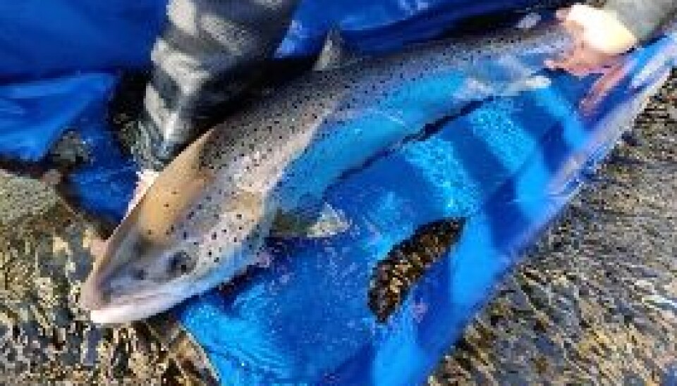 Første gytelaks i Etneelva 2022, en hunnlaks på 92 centimeter og 6,95 kilo. Hun var tre år i sjøen før hun returnerte til fødeelva for å gyte.