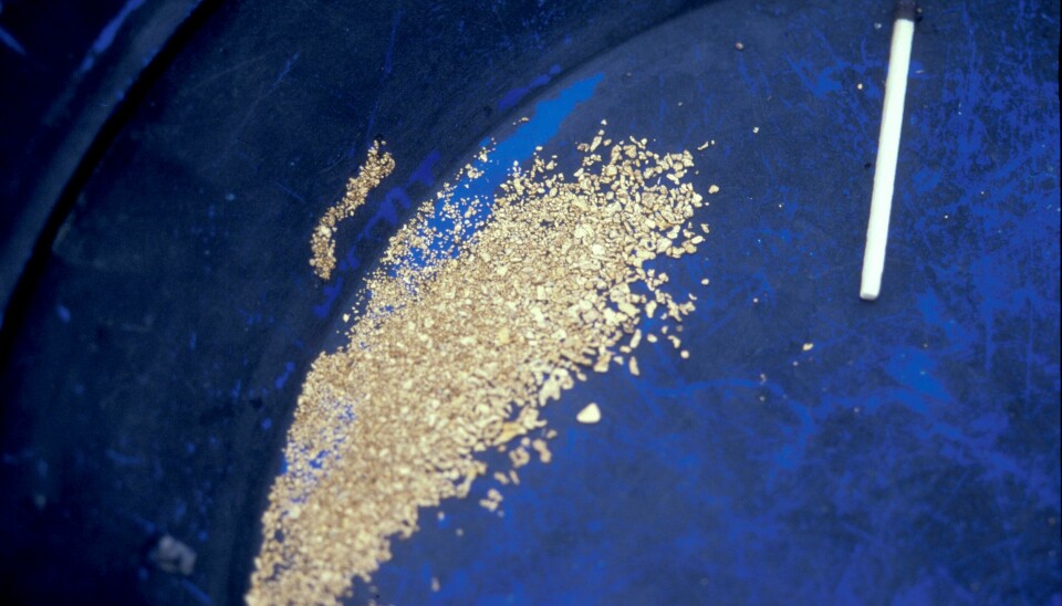 Slik ser ekte gull fra løsmasser ut, når alt annet er vasket vekk. Her ser vi innsiden av en vaskepanne. .