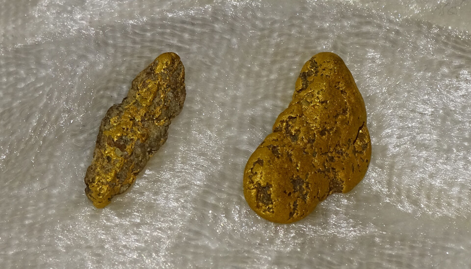 Gullklumper på 1 gram og 3,7 gram funnet ved gullvasking i elvesand i Norge.
