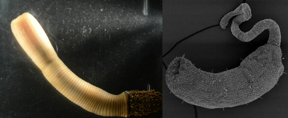 To forskjellige arter av nålevende penisormer. T.v. Priapulus caudatus fra Grønland, t.h. Tubiluchus sp., en bitteliten art.