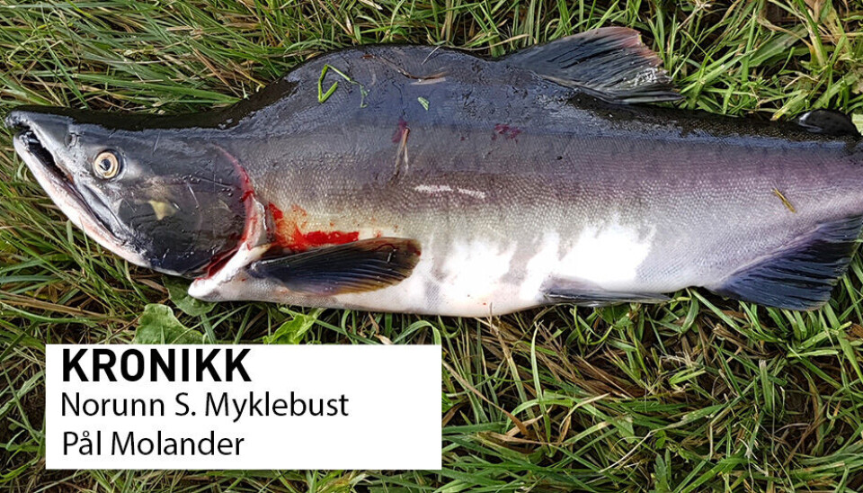 Denne sommerens hendelser med pukkellaks og fugleinfluensa har vært utfordrende, skriver kronikkforfatterne og slår til lyd for å styrke beredskapen mot fremmede arter og sykdommer i naturen.